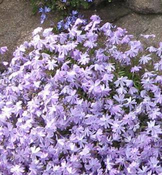 Flox �idlolist� �BENITA� kont. 0,5 l