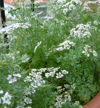 Koriander siaty �CARIBE� kont. 1 l