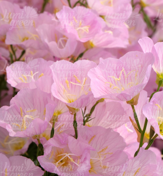 Obr�zok (9)