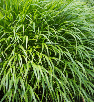 Hakonechloa macra �GREENHILLS�, kont. 0,5 l