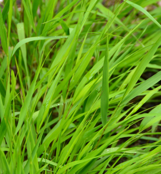 Obr�zok (1)