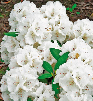 Rododendron jakušimský ´SCHNEEKRONE´ 30-40 cm, kont. 3 l