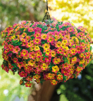 Minipet�nia previsnut� �CHAMELEON� SUNSHINE BERRY�, kont. 0,5 l