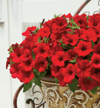 Surf�nia previsnut� �DEEP RED��, kont. 0,5 l