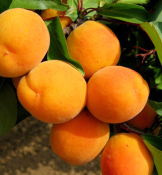 Marhua LEROSA podp. myrobaln, vonok.