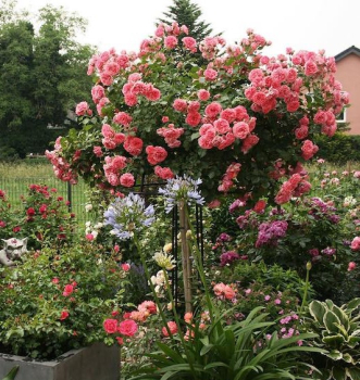 Ruža stromčeková ´RUŽOVÁ´ previsnutá, na kmienku 100 cm, zemný bal