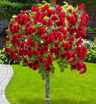 Ruža stromčeková ´ČERVENÁ´ previsnutá, na kmienku 110 cm, zemný bal