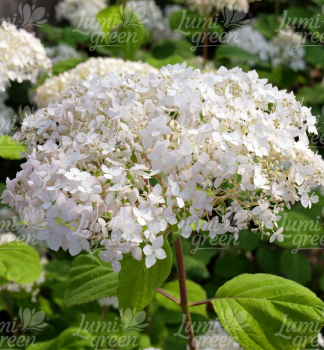 Obr�zok (8)