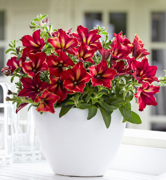 Pet�nia vzpriamen� �CRAZYTUNIA� MANDEVILLE�, kont. 0,5 l