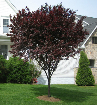 Okrasn� slivka �NIGRA� 50-60 cm, kont. 4 l