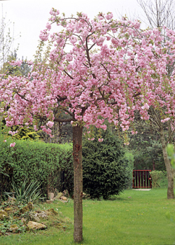 Okrasn� vi��a �PENDULA PLENA ROSEA� na kmienku 150 cm, kont. 12 l