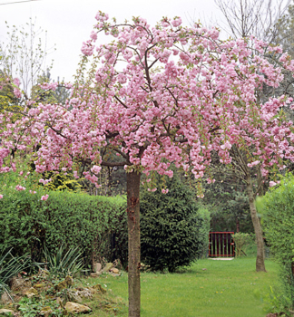 Okrasn� vi��a �PENDULA PLENA ROSEA� na kmienku 150 cm, kont. 12 l