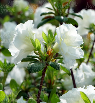 Obr�zok (5)