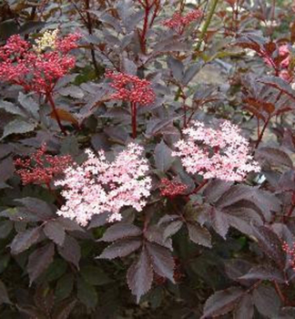 Baza ierna THUNDERCLOUD 60-70 cm, kont. 3 l