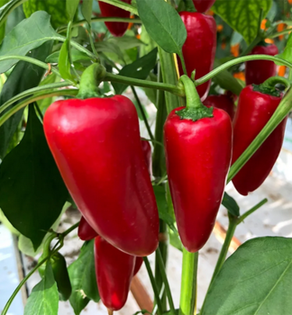 Paprika sladk� �SNACK RED�, kont. 1 l