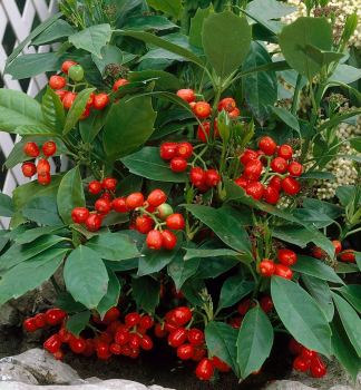 Aukuba japonsk ROZANNIE 40-50 cm, kont. 3 l