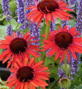 Echinacea hybridn� �HOT LAVA��, kont. 1 l