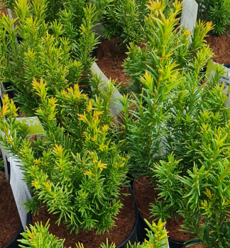 Tis prostredn YELLOW LAND 30-40 cm, kont. 2,5 l