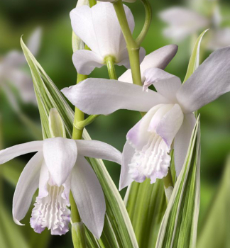 Z�hradn� orchidea (Bletilla striata) �ALBA VARIEGATA� kont. 0,5 l