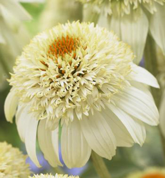 Echinacea hybridn� �MILKSHAKE��, kont. 0,5 l
