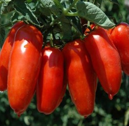 Raj�ina kol�kov� �SAN MARZANO GIGANTE GIANO F1�, kont. 0,5 l