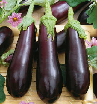 Bakla��n �BABY VIOLETTA LUNGA F1� kont. 0,5 l