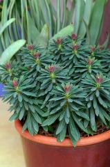 Obr�zok
