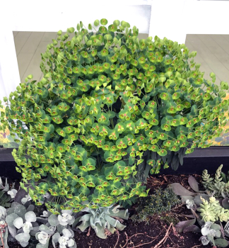 Mlie�nik hybridn� �TINY TIM�, kont. 1 l