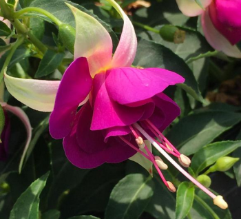 Fuksia vzpriamen� �JOLLIES VALENCE�, kont. 0,5 l