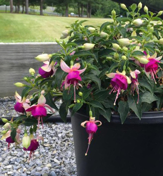 Fuksia vzpriamen� �JOLLIES VALENCE�, kont. 0,5 l