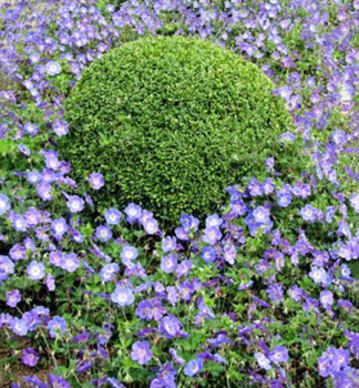 Pakost hybridn� �ROZANNE�� kont. 0,5 l