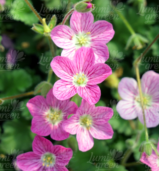 Obr�zok (8)