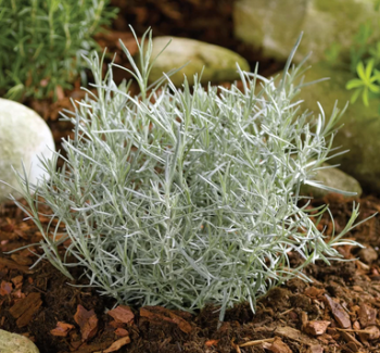 Kari korenie �TIKKA� kont. 1 l