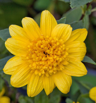 Slnenica mnohokvet DOUBLE WHAMMY kont. 0,5 l