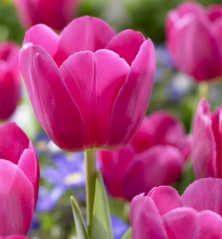 Tulipn BARCELONA 5 ks v balen
