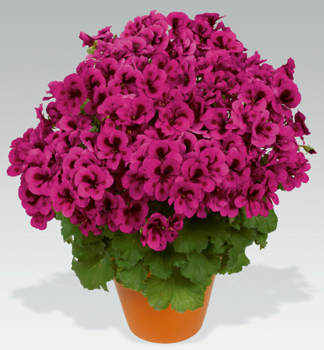Pelarg�nia ve�kokvet� �CANDY FLOWERS� VIOLET �, kont. 0,5 l