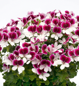 Pelarg�nia anglick� �ANGELEYES� BICOLOR�, kont. 0,5 l