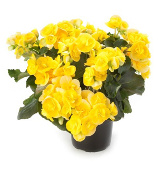 Beg�nia �SUNBRERO YELLOW��, kont. 0,5 l