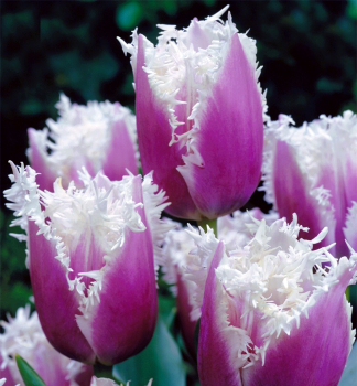 Tulipán ´CUMMINS´ 5 ks v balení