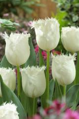 Obr�zok (1)