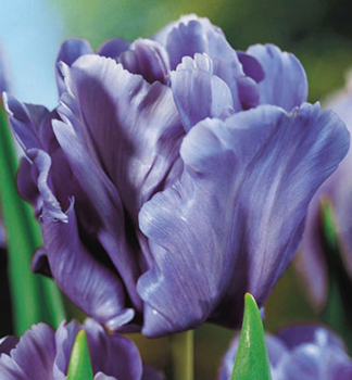 Tulip�n �BLUE PARROT� 5 ks v balen�