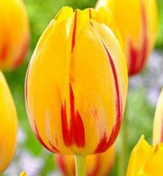 Tulipn LA COURTINE 5 ks v balen