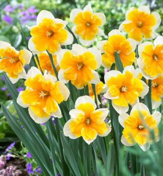 Narcis �ORANGERY�, kont. 0,5 l