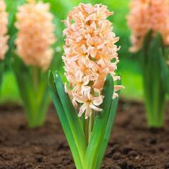 Hyacint �GIPSY QUEEN�, kont. 0,3 l