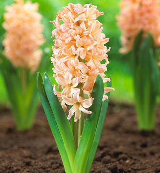 Hyacint �GIPSY QUEEN�, kont. 0,3 l