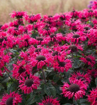 Monarda podvojn� �BEE�MERRY� kont. 0,5 l