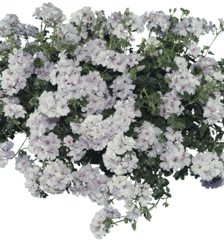 Pelarg�nia �ahav� �BLANCHE ROCHE��, kont. 0,5 l