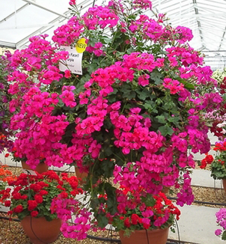 Pelarg�nia �ahav� �HAPPY FACE� PURPLE�, kont. 0,5 l