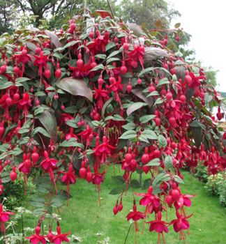 Fuksia previsnut� �MARINKA�, kont. 0,5 l