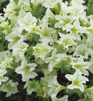 Surf�nia previsnut� �LIME��, kont. 0,5 l